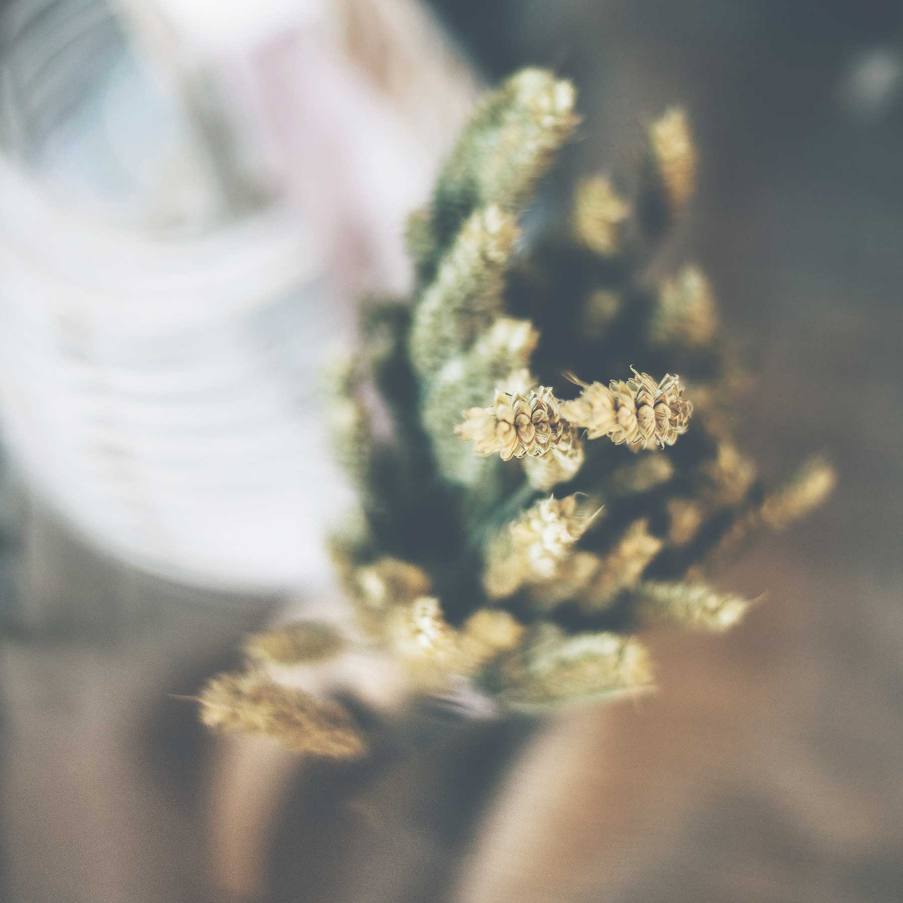 thirio vaptisi flamngo myholydays 44