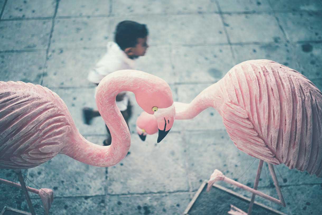 thirio vaptisi flamngo myholydays 61